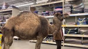 In good times, they are sold for money. Video Man Brings Camel Into Petsmart