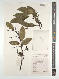 Image result for Shirakiopsis elliptica