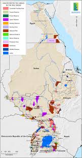 Image result for Bothriocline ruwenzoriensis