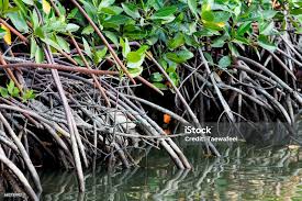 Image result for Rhizophoraceae