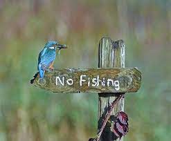 2020 Comedy Wildlife Photography Award Finalists Comedy Wildlife Photography Wildlife Photography Wildlife Photos