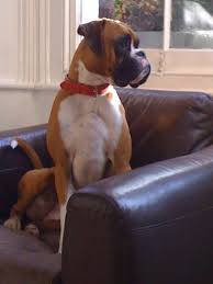 Pin By Patty Champion On Cute Pet Boxer Dogs Boxer Love Dogs