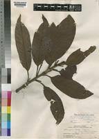 Image result for Pouteria adolfi-friederici