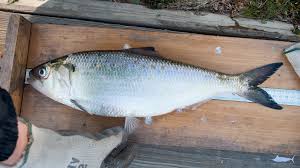 Shad Identification Fishes Of North Carolina