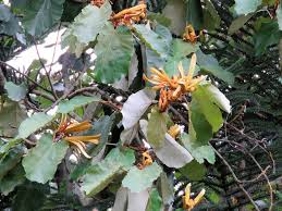 Image result for Pterospermum acerifolium
