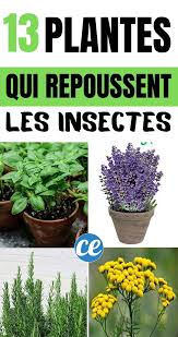 13 Plantes Magiques Qui Repoussent Les Insectes Naturellement En 2020 Plantes Qui Repoussent Les Moustiques Herbes Aromatiques Ravageurs Du Jardin