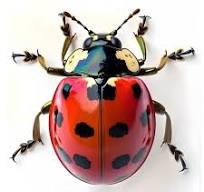 Molde de resina para decoración de insectos escarabajo hecho a mano