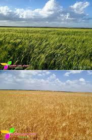 قمح حوران اهراءات روما كما كانت تسمى الصوره من الشجره الرمثا الاردن Wheat In Shajara Ramtha District Northern Jordan Jerash Pictures Farmland