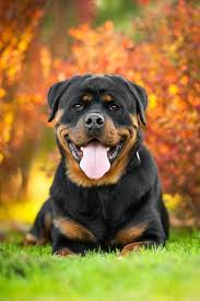Popularly known and reputable as guard dogs, rottweilers tend to be big softies. 13 Grunde Niemals Einen Rottweiler Zu Adoptieren