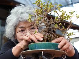 Up to 10m, unless pruned.pruning: Bonsai Trees Take Centuries To Grow And Years Of Training