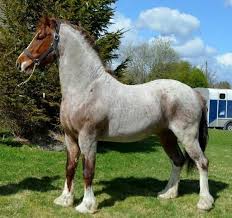 Though Welsh Cobs D Are The Tallest And Stockiest Of The Welsh Sections The Head Remains Full Of Pony Character With Lar Horses Big Horses Beautiful Horses