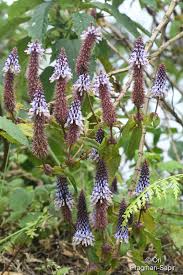 Image result for Coleus calycinus