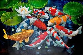 Live wallpaper ikan koi's main feature is koi fish live. Koifish Menggambar Ikan Koi Ikan Koi Ikan