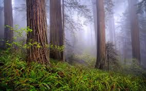 Check spelling or type a new query. 34 Redwood Forest Hd Wallpaper On Wallpapersafari