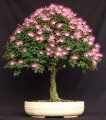 Aquí presentamos nuestra propia selección de árboles que son perfectos para los amantes a la naturaleza. Bonsai Garden Colombia Home Facebook