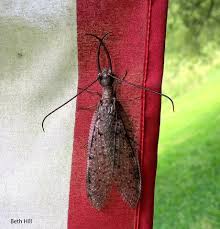 Image result for Philenoptera bussei