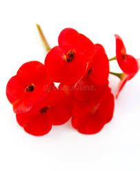 Image result for Begonia pulcherrima