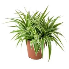 Image result for Chlorophytum galpinii