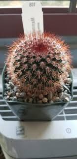 15 more photos view gallery. Mammillaria Spinosissima Planet Desert