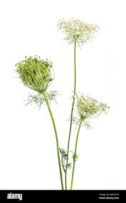 Image result for Daucus carota