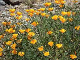 Image result for Eschscholzia californica
