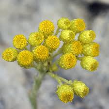 Image result for Helichrysum nitens
