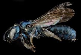 I cannot get to the actual nest. What Are Carpenter Bees Stop Wood Boring Get Rid Of Them The Pest Rangers