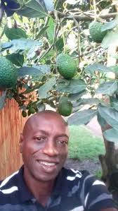 Looking for big grafted fruit trees,at least 1m height