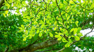 Image result for Terminalia mantaly