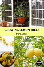 Growing a fruit tree from fruit seed is unlikely to produce a plant that will yield edible fruit. How To Grow Lemon Trees From Seed Gardening Channel