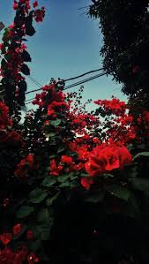 White roses red roses tammy love rose arbor rose got strawberry farm cottage signs mood colors red cottage. Red Roses Aesthetic Wallpapers Wallpaper Cave