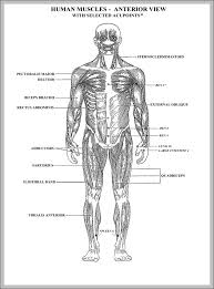 The muscular system consists of various types of muscle that each play a crucial role in the function of the body. Blank Human Body Diagram Human Anatomy