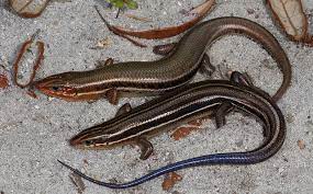 Southeastern Five Lined Skink Facts Habitat Diet Life Cycle Baby Pictures