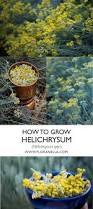 Image result for Helichrysum globosum