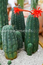Blue barrel cactus (ferocactus glaucescens) (britton & rose): Matucana Madisoniorum Buy Seeds At Rarepalmseeds Com