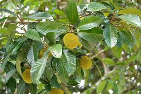 Image result for Artocarpus