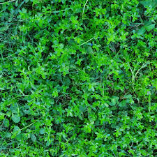 Image result for Hyparrhenia madaropoda