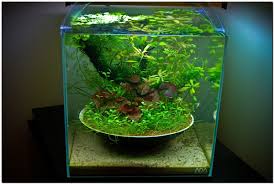 October 2010 Aquascape Of The Month Ikebana Aquarium Aquascape Aquarium Aquascape