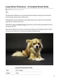 The chihuahua is a tiny dog with a huge personality. Allthingsdogs Com Long Haired Chihuahua A Complete Breed Guide Dog Breeds Mammals As Pets