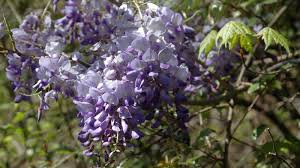 Image result for Wisteria sinensis
