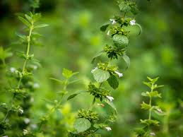 Image result for Melissa officinalis