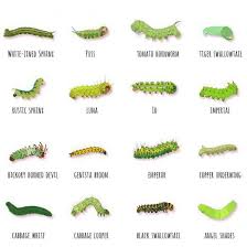 Black And White Striped Caterpillar With White Hair Identification Guide For 16 Common Green Caterpillars In 2020 Butterfly Habitat Monarch Butterfly Garden Garden Insects