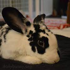 28 February 2018 Ideas Daily Bunny Bunny Dwarf Bunnies