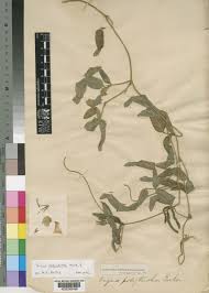 Image result for Vigna reticulata