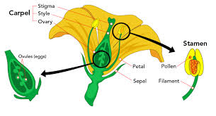 The stamen produces the pollen. Plant Reproduction Let S Talk Science