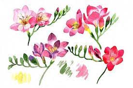 Pink Freesia Flower Watercolor Png 312586 Illustrations Design Bundles Freesia Flowers Watercolor Flowers Floral Watercolor