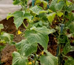 ウリ科 Sativus Cucumis キュウリ栽培角度の葉 黄色の花と細長い Tubercled フルーツ サラダ 野菜を持つつる植物 の写真素材 画像素材 Image 26661774