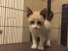 We welcome all adopters and aim to find a great match for every customer by providing as much information as we can about each animal, and ultimately allowing each adopter to make the final. Seattle Wa Snowshoe Meet Piper A Pet For Adoption