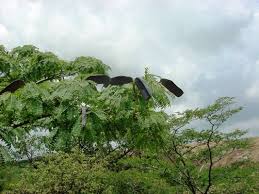 Image result for Rhynchosia goetzei