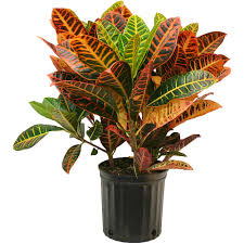 Customarily, the croton plant does not exceed three feet in height. Costa Farms Live Indoor 2ft Tall Multicolor Croton Petra Full Sun Plant In 10in Grower Pot Walmart Com Walmart Com